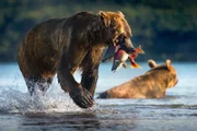 Wenn die Lachse im Kurillensee abgelaicht haben, sind sie eine leichte Beute für den Kamtschatka Grizzly.
