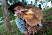 Coyote poses with a frilled lizard.