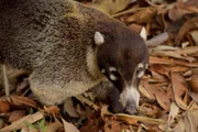 Koati.