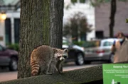 Die Tiere New Yorks halten sich insbesondere in der Nähe von Parks auf, stets in Acht vor den Gefahren der pulsierenden Metropole