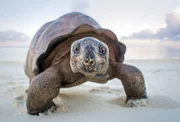 Die Riesenschildkröten von Aldabra, einem schwindenden Atoll im Indischen Ozean haben ein großes Problem. Auf ihrer Insel gibt es zu wenig Schatten.