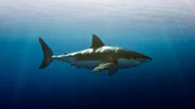 Great white shark, underwater view, Guadalupe Island, Mexico