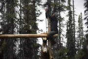 Johnny Rolfe sichert sein Fleisch hoch oben auf Holzgestellen. (National Geographic/Josh Fisch)
