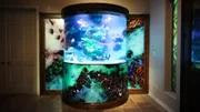Emperor angelfish, Picasso pushers, Achilles doctors and a bamboo shark are said to swim in the TV star's fish tank.