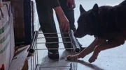 Spürhund bei der Arbeit.