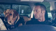 McGarrett (Alex O'Loughlin) bekommt für seine Mission tierische Unterstützung ...