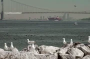 Möwen auf den Felsen vor der Verrazzano-Brücke von New York City