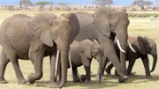 Amboseli Park