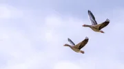 Im Herbst zieht es viele Gänse in die Wesermarsch, dem Mündungsgebiet der Hunte.