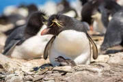 Felsenpinguine brüten auf hohen, steilen Klippen der Falklandinseln. Sie sind eigentlich perfekt an ein Leben im Wasser angepasst, trotzdem gelingt es ihnen, selbst bei hohen Brandungswellen ihren Nistfelsen zu erklimmen.