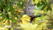 Der Pelham Bay Park ist mehr als dreimal so groß wie der Central Park. Ein einzigartiges Biotop, in dem verschiedene Landschaften aufeinandertreffen. Hier leben viele Wildtier- und Pflanzenarten, unter anderem diese Eule.