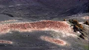 Massive Zügelpinguin Brutkolonie an der antarktischen Küste