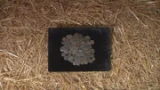 Coins.