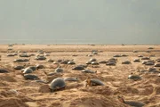 Die Weibchen der MeeresschildkrË†te erklimmen einmal im Jahr die Sandbâ€°nke des Amazonas, um ihre Eier zu legen. In der Vergangenheit funktionierte ihr Timing perfekt, und die Jungen schlÂ¸pften, bevor die Regenzeit die Nester Â¸berschwemmte. Durch die Verâ€°nderung des weltweiten Klimas beginnt es jedoch immer frÂ¸her zu regnen, und viele Jungtiere ertrinken jedes Jahr in ihren SandhË†hlen.