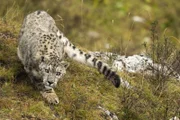 Schneeleoparden setzen, genau wie ihre gelb-schwarzen Verwandten aus Afrika, auf den Überraschungseffekt bei der Jagd. Sie schleichen sich an, bis sie mit einem Satz ihre Beute erlegen können.