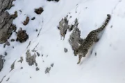 Die Pfoten des Schneeleoparden sind wie Schneeschuhe und erleichtern es ihm, durch den hohen Schnee zu laufen. Trotzdem ist das Jagen bei solchen Bedingungen nicht einfach.