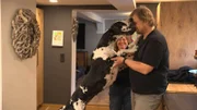 Doggen-Rudel bei Familie Fisch-Schölzhorn
