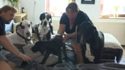 Doggen-Welpe Wannabe bei Familie Fisch-Schölzhorn