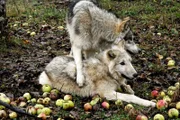 Wölfe im Obstgarten.