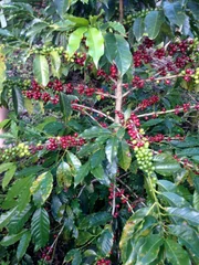 ‌Kaffeefrucht