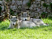 Die Wölfe Geronimo und Yukon.