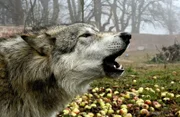 Wolf heult im Obstgarten.