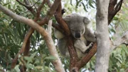 Koala    +++