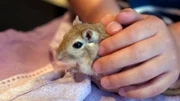 Rennmaus Milli fehlt die Schwanzspitze.