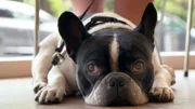 Die französische Bulldogge Rudi hat wiederholt eine entzündete Prostata.