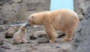 Eisbärbaby mit Mutter Valeska auf der Freianlage im Zoo am Meer Bremerhaven