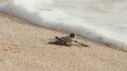 Baby-Schildkröte    +++