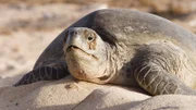 Gestrandete Schildkröte    +++