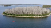 Bei ihrer Kajaktour auf der Ostsee kommen Zoltán Török und seine Familie an großen Kormorankolonien vorbei. Ehemals fast ausgestorben, hat sich der Bestand der Vögel wieder erholt.