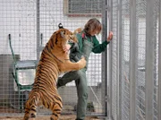 Tierpflegerin Ramona Meinert (Ramona Althoff) wird von Tiger Tarik angefallen.