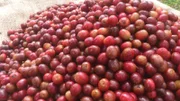 ‌Kaffeefrucht