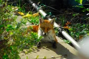 Fuchs  +++