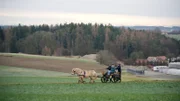 Im flotten Trab geht es mit der Kutsche Richtung Fjordpferdehof.