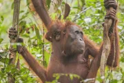 Eine Orang-Utan-Mutter mit ihrem Baby im Gunung Palung National Park in Indonesien.
