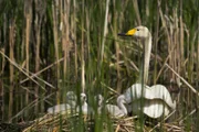 Singschwäne waren in der Lausitz lange Zeit nur Kurzzeitbesucher, die höchstens beim Durchzug eine Rast einlegten - erst seit kurzem bleiben sie wieder, um zu brüten.