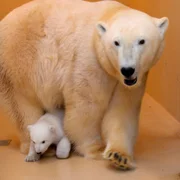 Eisbärnachwuchs im Zoo am Meer Bremerhaven.
