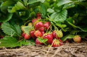 Hornbrooker Hof – schwierige Ernte in einem Regensommer.