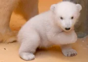 ARD/RB SEEHUND, PUMA & CO FOLGE 182, Eisbärbaby Lale