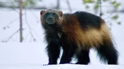 Der Vielfraß gehört zu den "Big Four", den vier größten Raubtieren Schwedens: Wolf, Braunbär, Luchs und... Vielfraß.