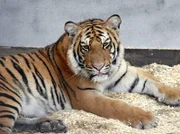 Tiger Tarik.