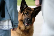 Rex