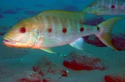 Der Boulengerochromis microlepis ist der größte Buntbarsch der Welt: Der Jäger ernährt sich von Sardinen und kleineren Artgenossen.