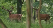 Hirsche im Wald