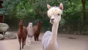 Im Frankfurter Zoo bekommt jedes Alpaka seine individuelle Schur.