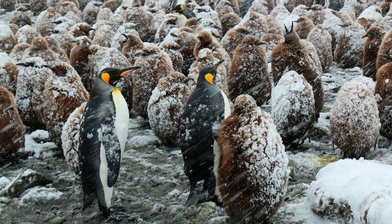 Insel der Pinguine – Südgeorgien (D, 2015)