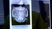 Das Röntgenbild offenbart: Drei Eier blockieren die inneren Organe der Schildkröte.